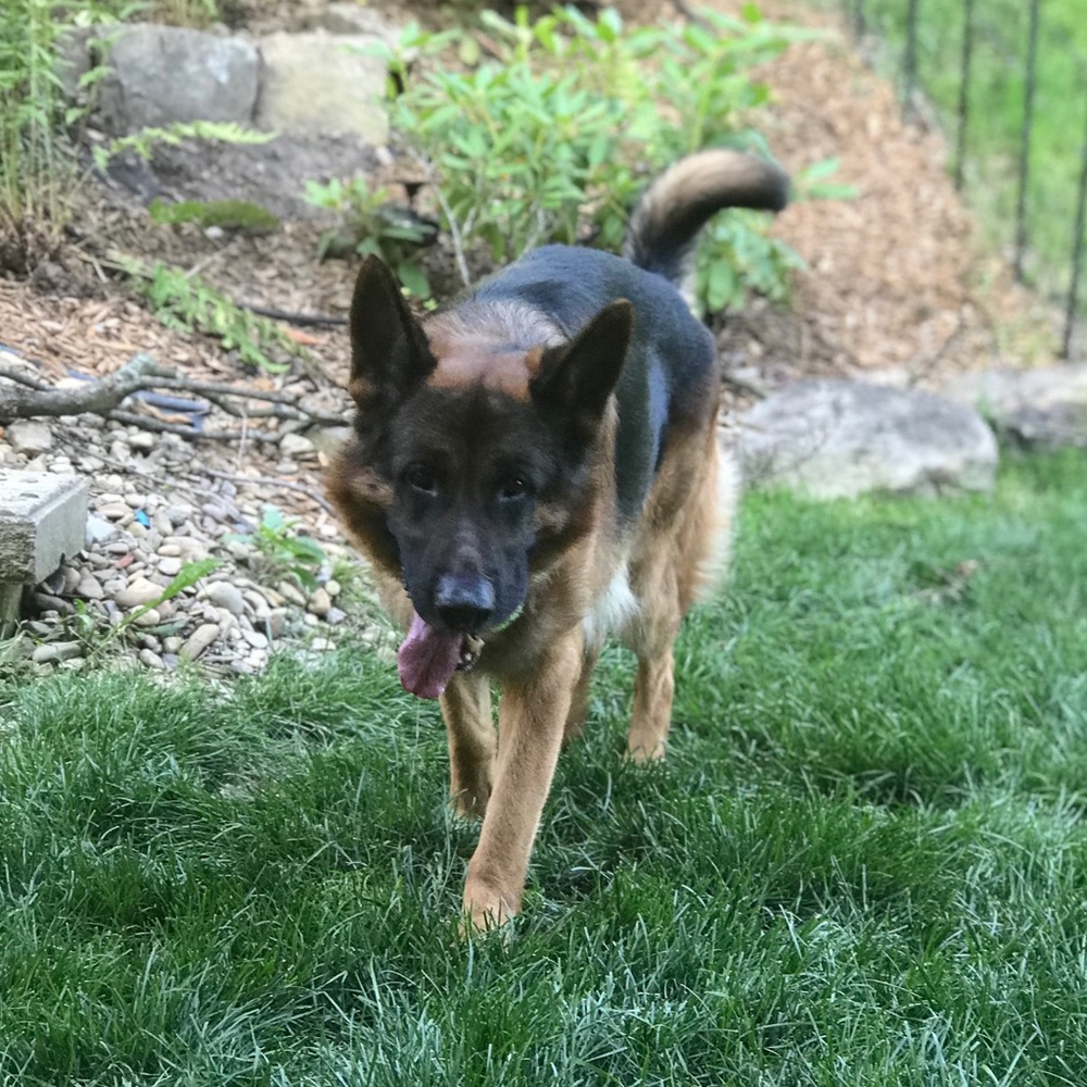 Meet your Posher, Cassidy